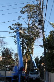 高所作業車での立木伐採