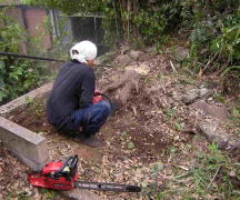 庭木の完全除去