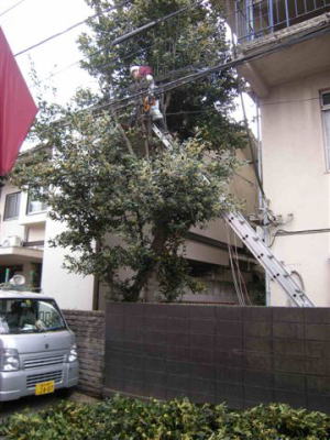 電線際の庭木伐採